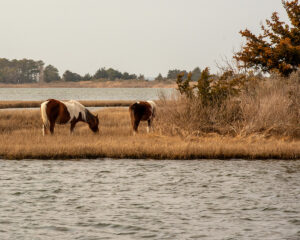 Assateague Island National Seashore